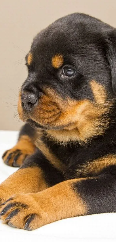 Adorable Rottweiler puppy resting on a soft white blanket.