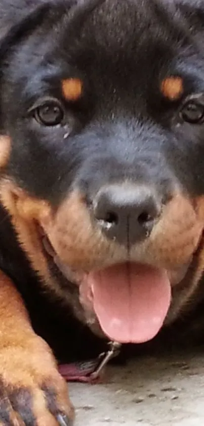 Adorable Rottweiler puppy with tongue out.