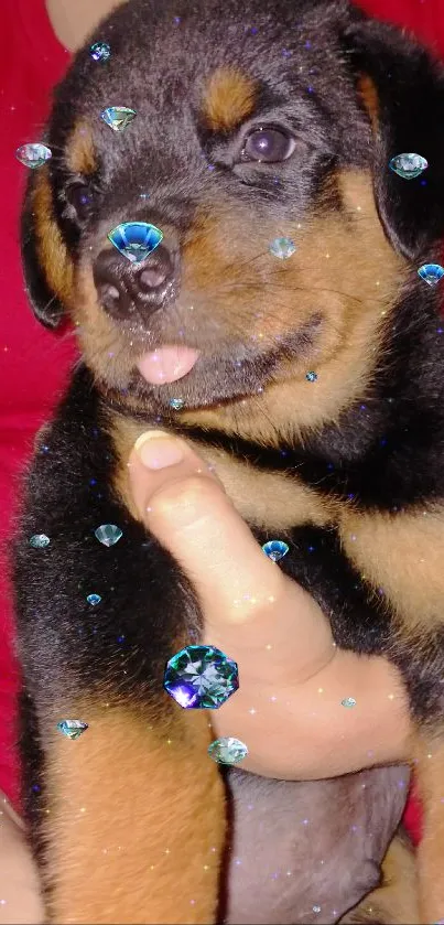 Adorable Rottweiler puppy held in hands.