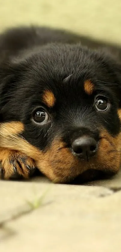 Adorable Rottweiler puppy lying on the ground, looking at camera.