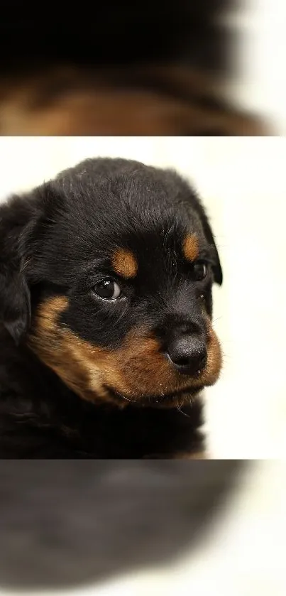 Cute Rottweiler puppy with soft black and brown fur, staring to the side.