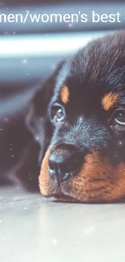 Adorable Rottweiler puppy resting on a floor.