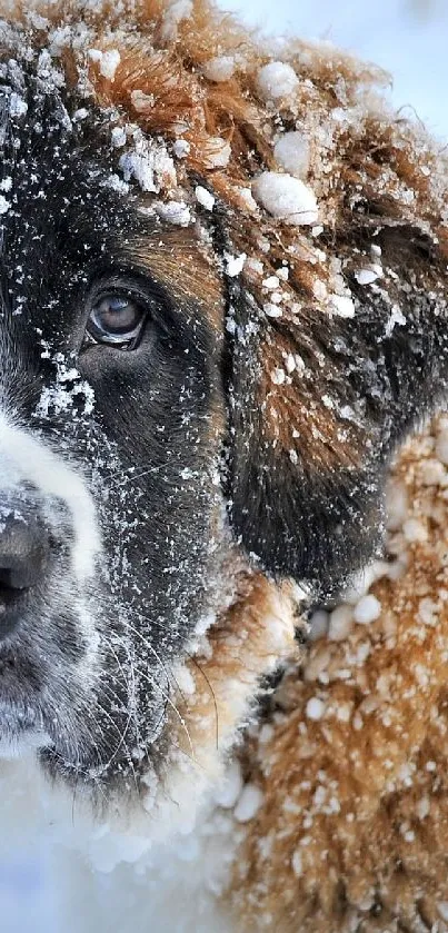 Saint Bernard puppy covered in snow, looking adorable.