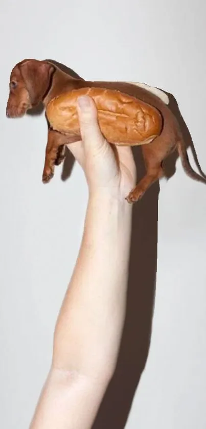 Dachshund styled humorously as a hotdog held in a hand.