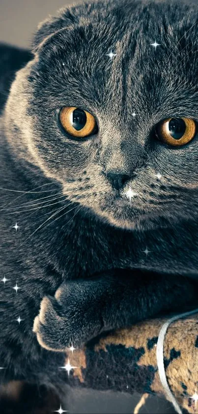 Close-up of a gray Scottish Fold kitten with amber eyes.