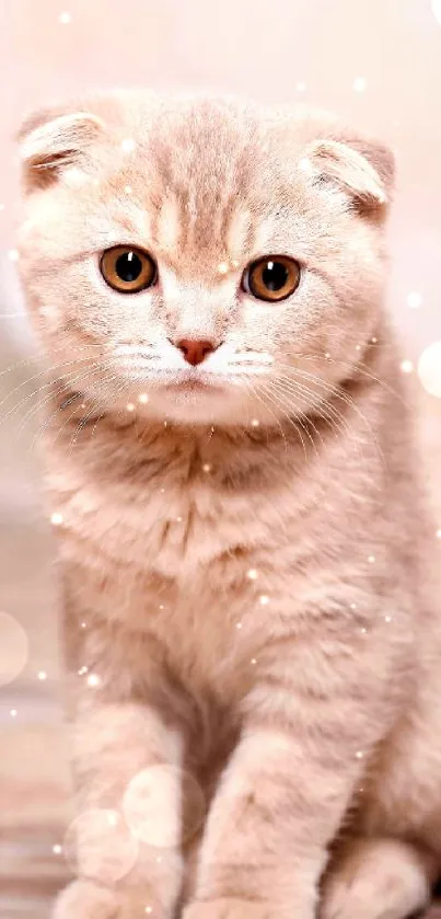 Charming Scottish Fold kitten with beige fur and wide eyes, sitting calmly.