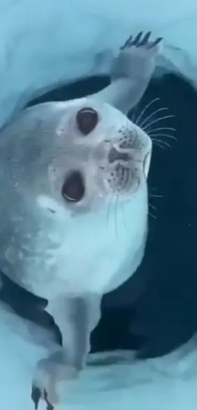 Adorable seal looks up through ice in a serene natural setting.