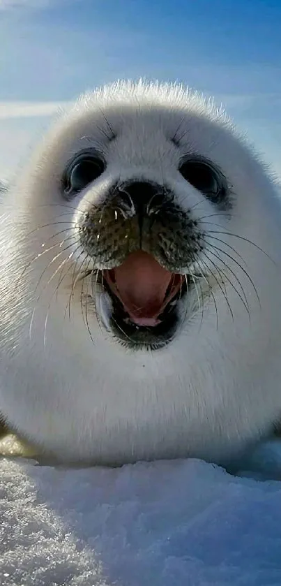 Fluffy baby seal on icy landscape with blue sky.