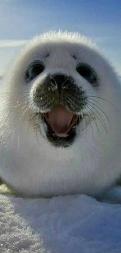 Cute seal pup on snowy ground with a bright blue sky.