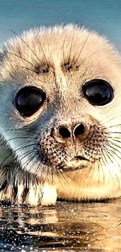 Adorable seal pup lying on icy surface with a serene background.