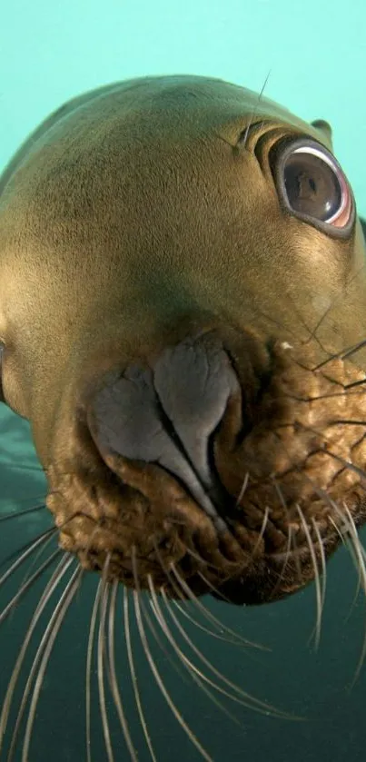 Close-up of a playful sea lion swimming underwater, staring curiously.