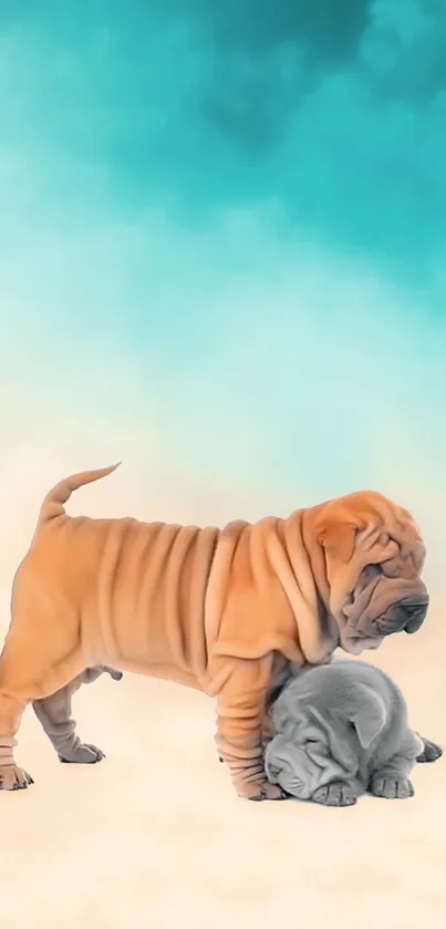 Cute Shar Pei puppies with turquoise and cream background.