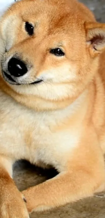 Adorable Shiba Inu dog lying on floor, perfect for mobile wallpaper.