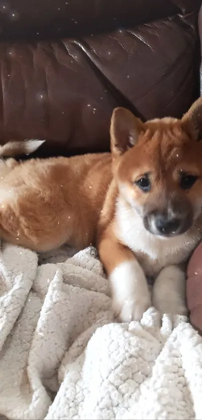 Shiba Inu puppy lying on a brown leather couch with a blanket.