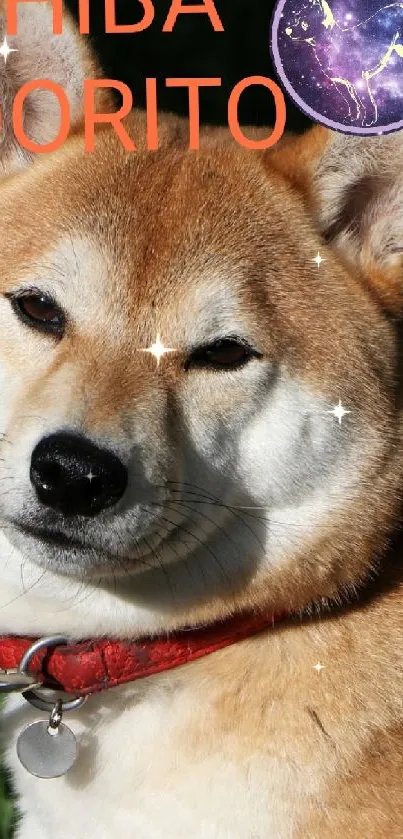 Shiba Inu dog sitting on grass in sunlight.