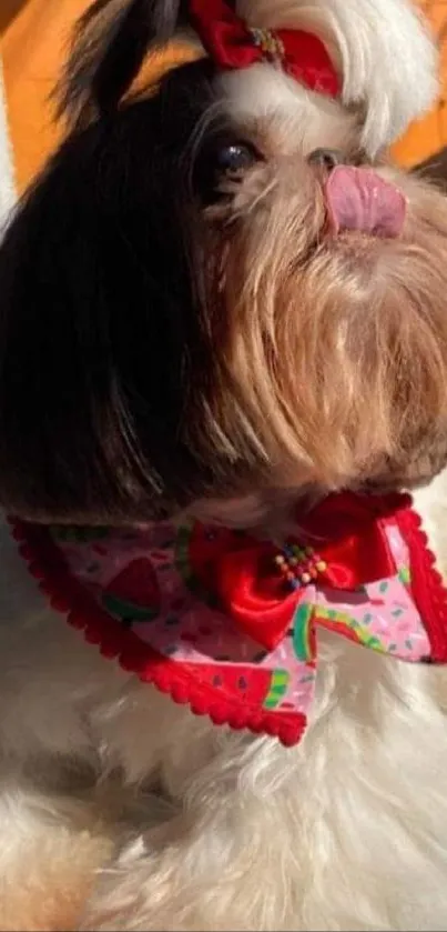 Stylish Shih Tzu wearing a red bow tie and scarf.