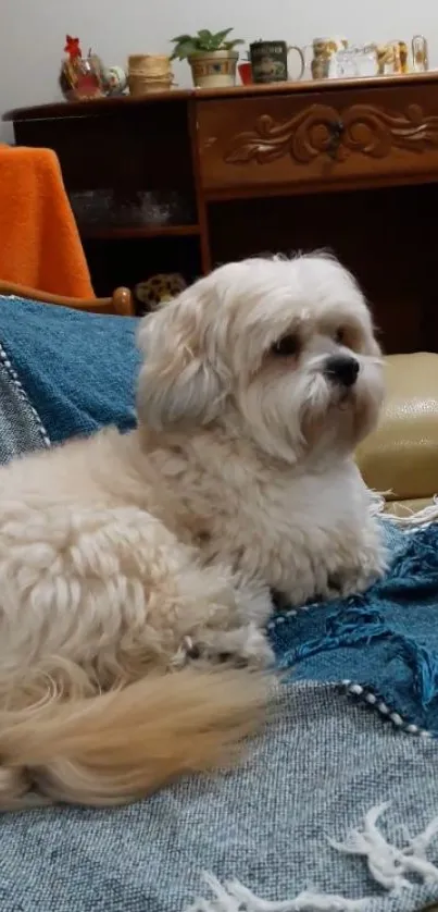 Adorable Shih Tzu dog relaxing on a blue and beige sofa.