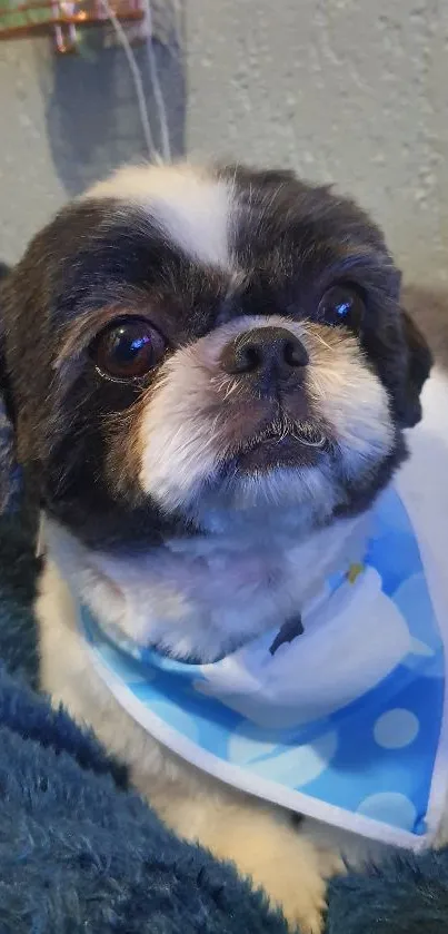 Adorable Shih Tzu wearing blue polka dot bandana lying on a fluffy blanket.