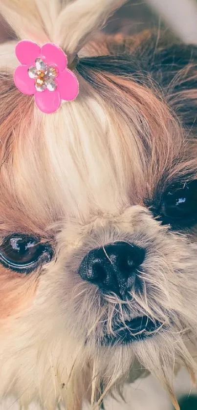 Cute Shih Tzu with a pink bow in its fluffy fur.