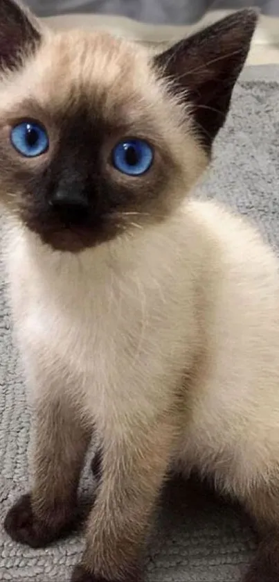 Adorable Siamese kitten with blue eyes on a gray rug background.