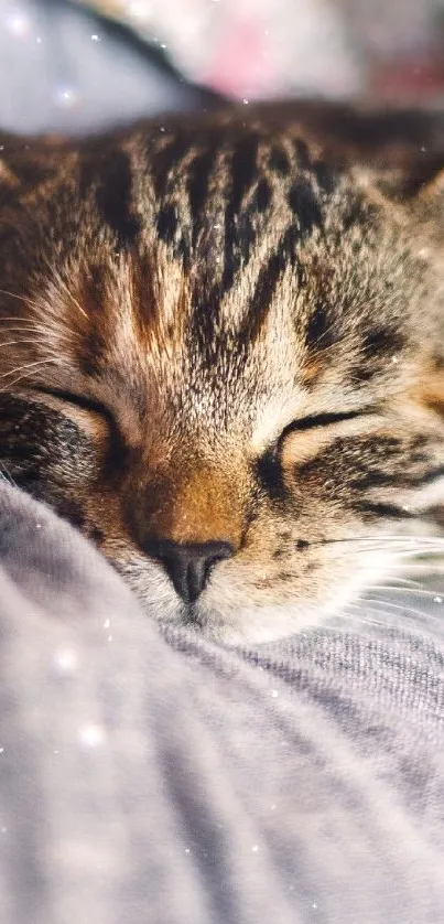 Close-up of a sleeping tabby cat in a cozy setting.