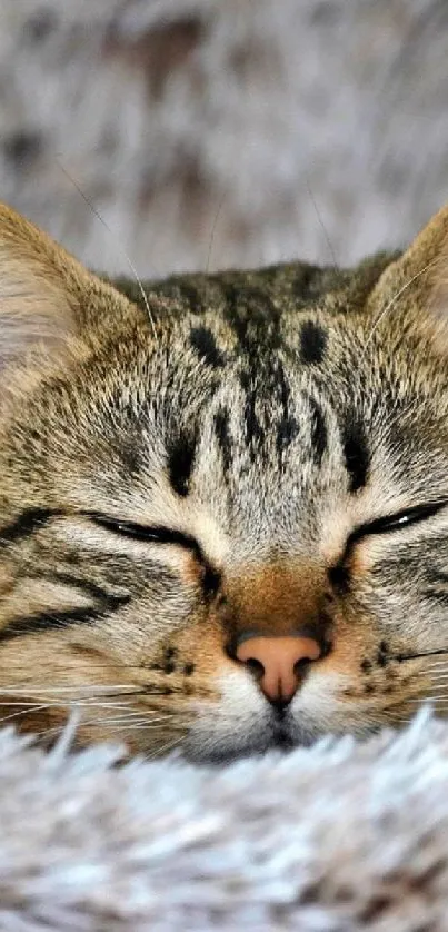 A cute tabby cat peacefully sleeping in close-up view.