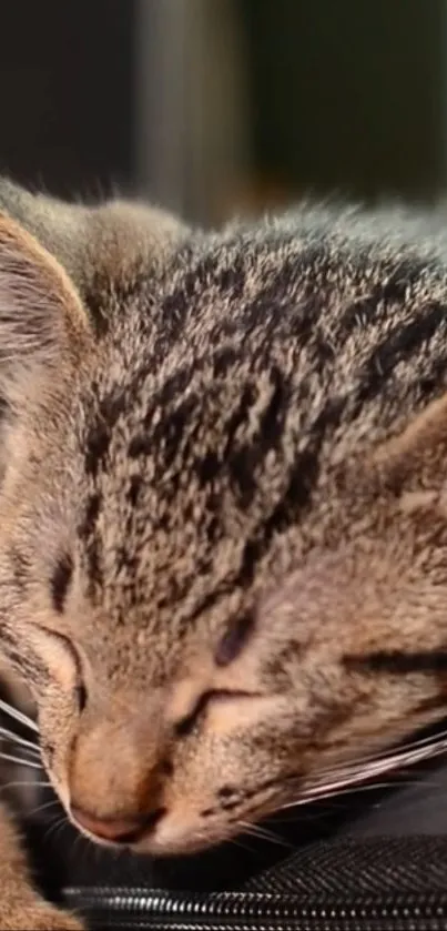 Adorable kitten sleeping peacefully with detailed fur close-up.