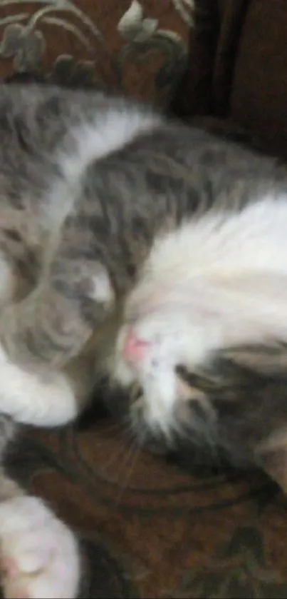 A fluffy gray cat sleeping on a brown textured fabric.