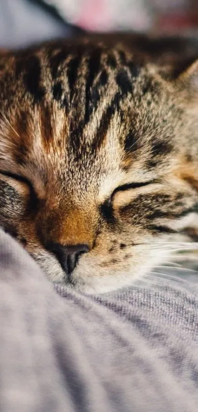 Adorable sleeping cat on a cozy blanket wallpaper.