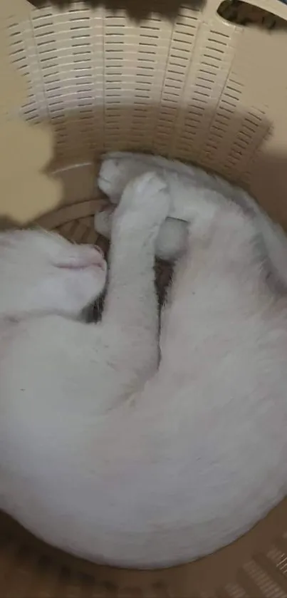 Cute white cat sleeping in a beige basket, peaceful and serene.