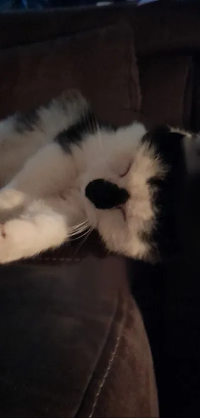 A cute black and white cat sleeping on a dark brown couch, creating a cozy feel.