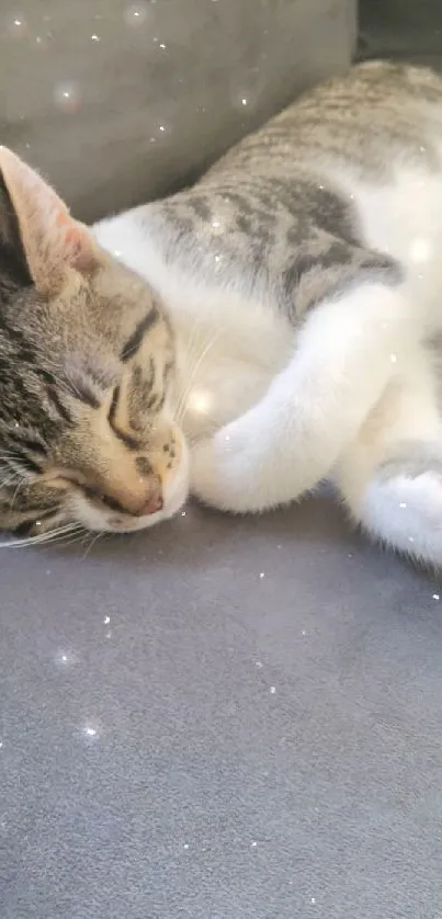 Cute cat peacefully sleeping on a grey couch.