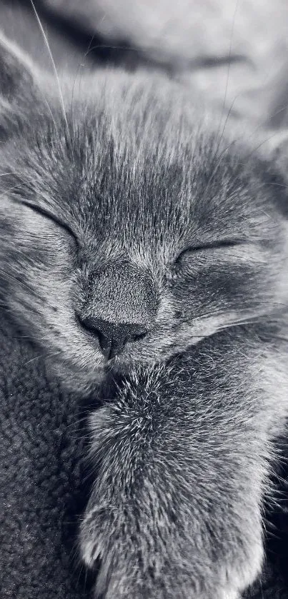 Black and white wallpaper of a sleeping kitten.