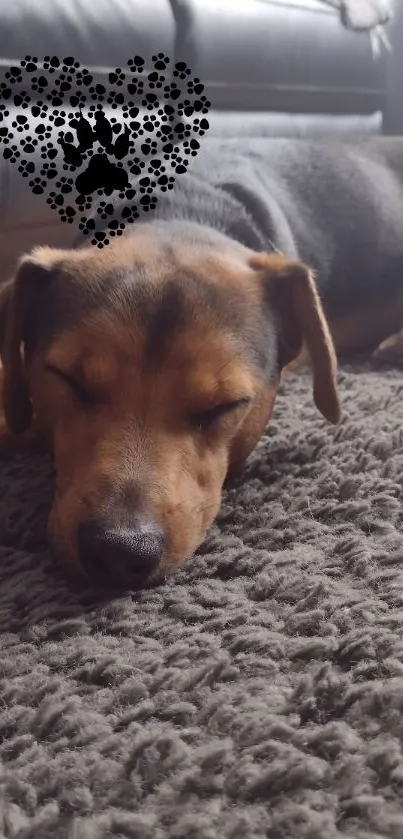 Cute sleeping dog on carpet with heart design overlay.