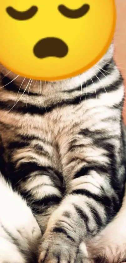 Adorable cat with sleeping emoji face on mobile wallpaper.