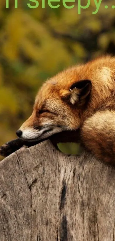 A fox sleeping peacefully on a tree trunk with a blurry forest background.