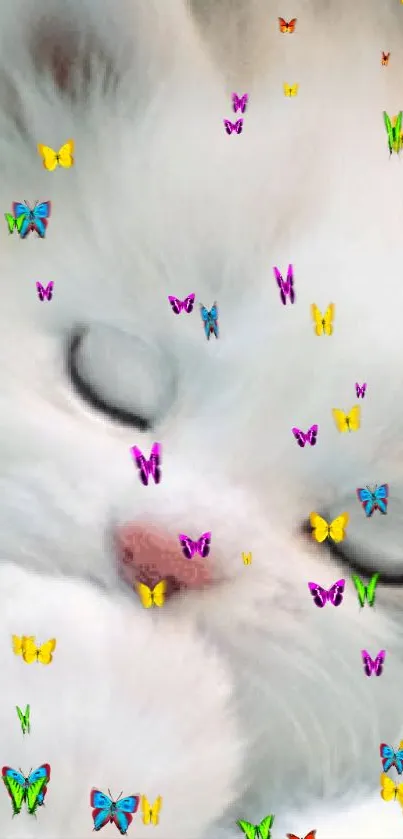 Adorable sleeping white kitten on fluffy blanket.