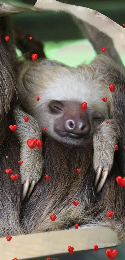 Adorable sloth sleeping with red hearts on a cozy brown background