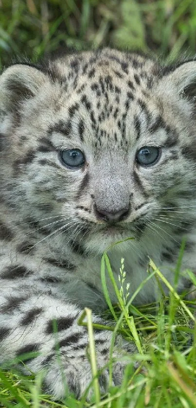 Adorable snow leopard cub lying in green grass.