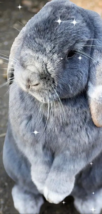 Gray bunny with sparkles, sitting adorably in mobile wallpaper.