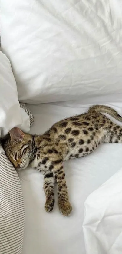 Adorable spotted kitten sleeping on white bedding.