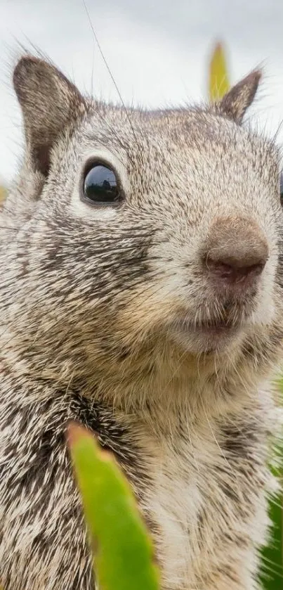 Close-up of a cute squirrel among green leaves.