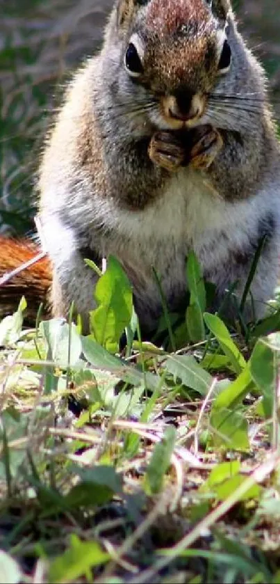 A squirrel munching on grass, in a lush green natural setting.