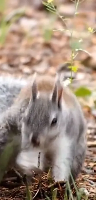 A cute squirrel in a forest setting mobile wallpaper.