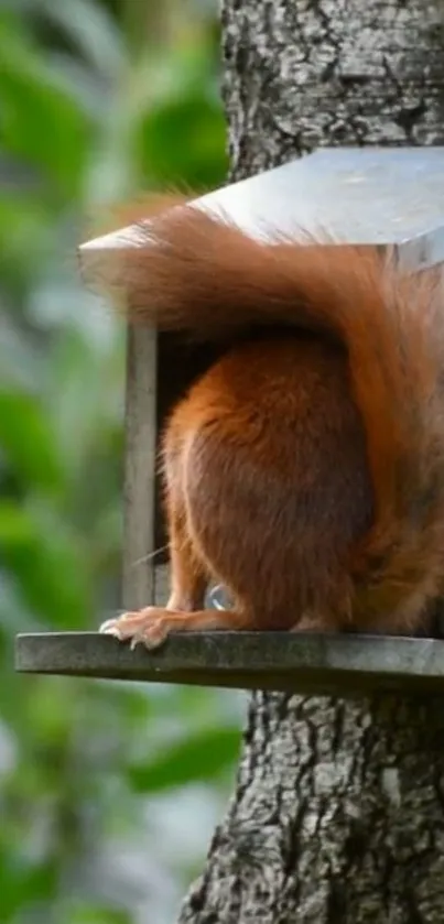 Squirrel playfully exploring a birdhouse, adding a natural charm to your screen.