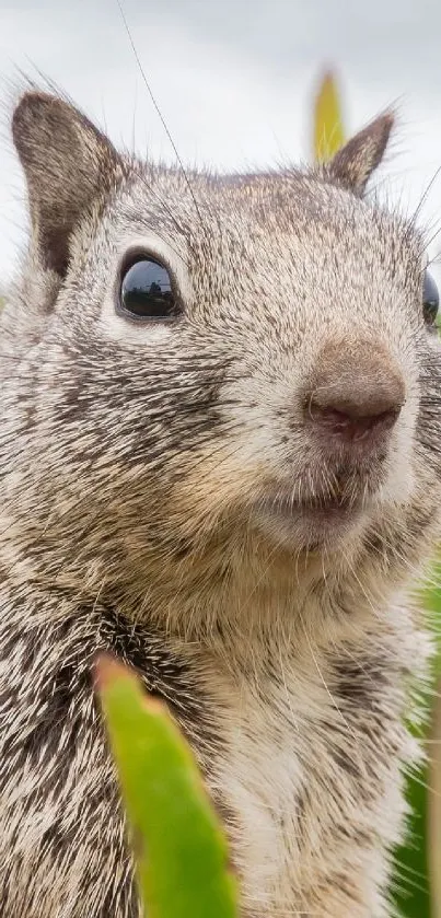 Curious squirrel peeking through green leaves.