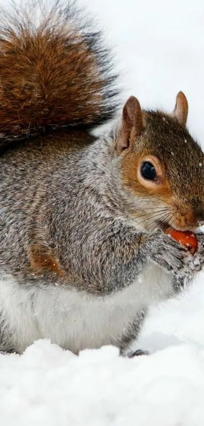 Adorable squirrel in snow holding a nut.