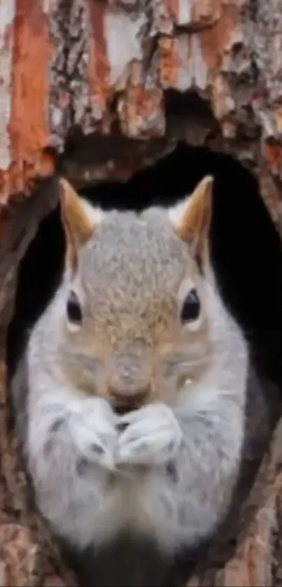 Cute squirrel in a tree hollow peering out into the forest.