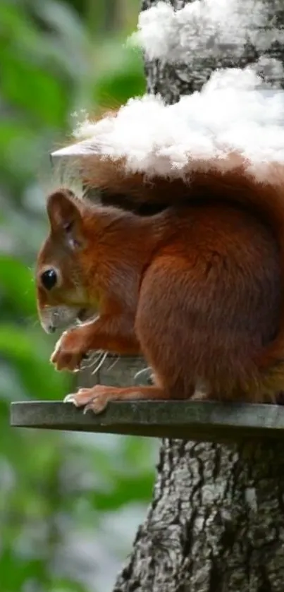 A cute squirrel perched on a tree branch with a lush green background.