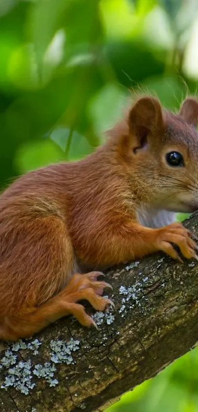 Cute squirrel perched on a tree branch amidst green leaves.